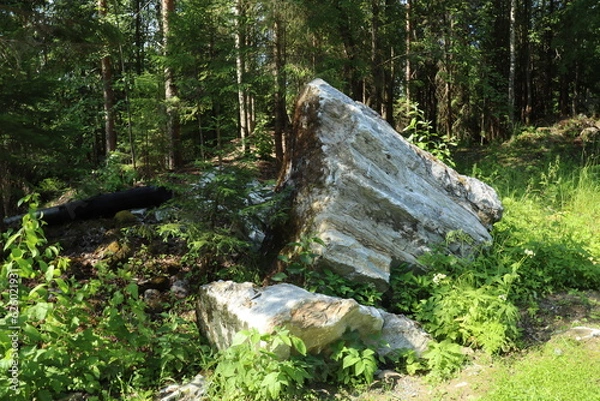 Fototapeta Stones, coniferous trees, pines, birches, plants in the forest, in the reserve, Karelia, Russia