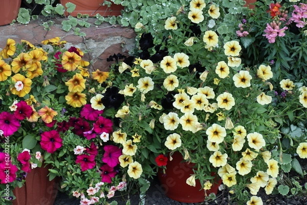Fototapeta Beautiful, colorful, garden flowers on the stones in the garden in summer.