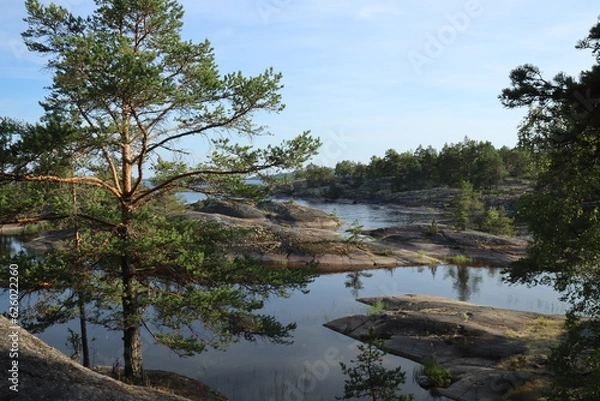 Fototapeta trees on the lake