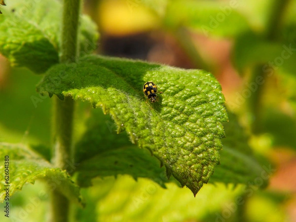Fototapeta Turtle vein lady beetle