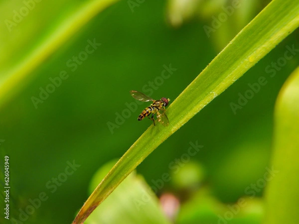 Fototapeta Eastern calligrapher hover fly or sweat bee on grass