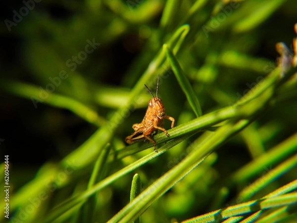 Fototapeta Differential Grasshopper on grass