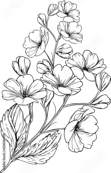 Fototapeta Topical flower prime coloring pages. pansy flower line art, pansy flower tattoo designs, Realistic flower coloring pages, primrose flower vector sketch traditional primrose tattoo and primula tattoos.