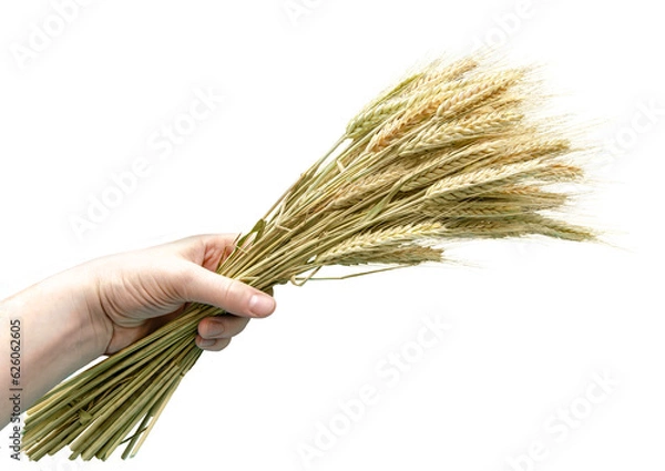 Fototapeta Male hand with buch of barley grain strands on hand with nice lighting. Isolated from background. Graphical resource for agriculture, bakery or food production related illustrations. 