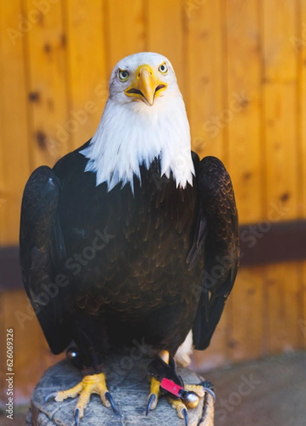 Obraz american bald eagle