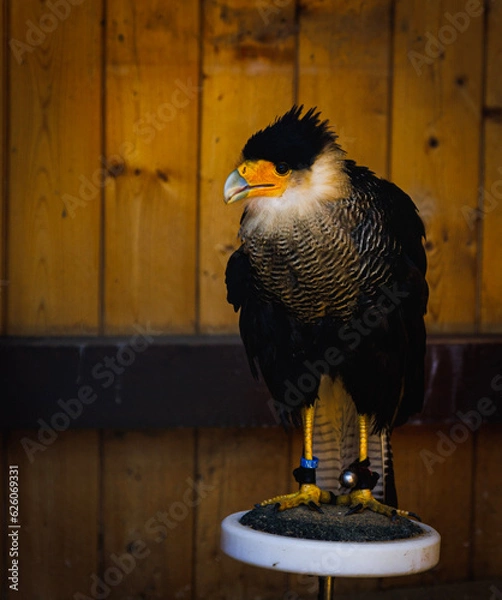 Obraz american bald eagle