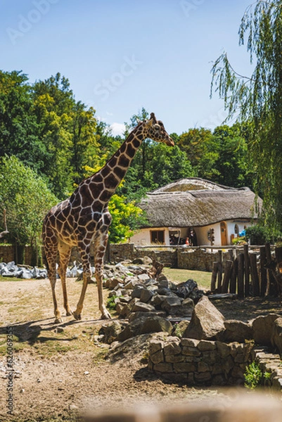 Obraz giraffe in the zoo