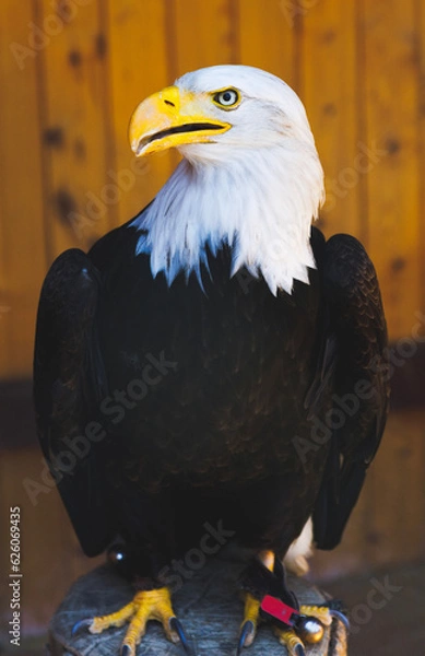 Obraz american bald eagle
