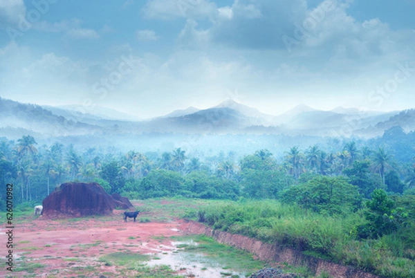 Obraz Beautiful monsoon landscape photography with the beautiful weather, Cattle graze on lush green hillsides during monsoons with Smoky Mountains and coconut groves in the background