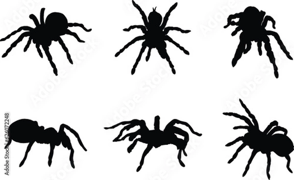 Fototapeta A collection of Tarantulas in various positions