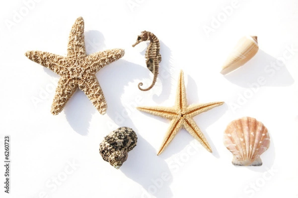 Obraz Sea Florers i małże