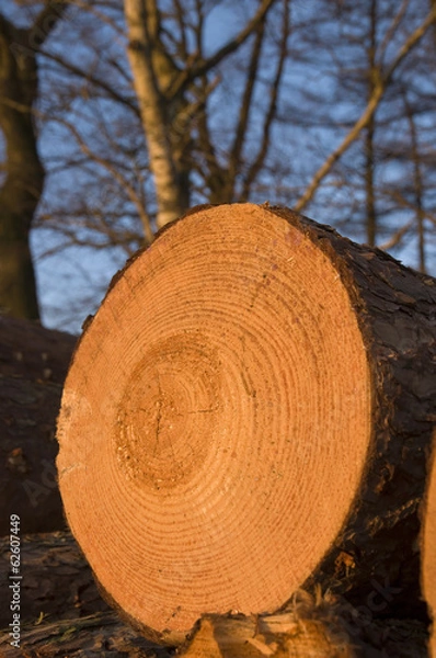 Obraz Baumstapel-Jahresringe