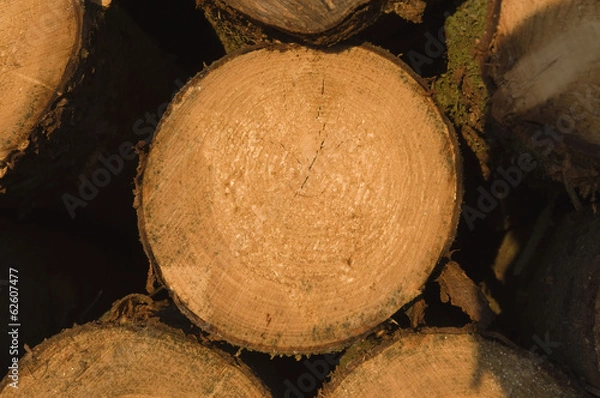 Obraz Baumstapel-Detail