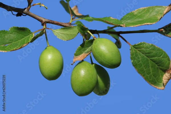 Fototapeta Ripining fruits of a wild plum tree in Kumbet Highland in Dereli, Giresun in the eastern Black Sea Region in Turkey