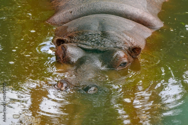 Fototapeta Hippopotamus in the summer at the Riga Zoo 1