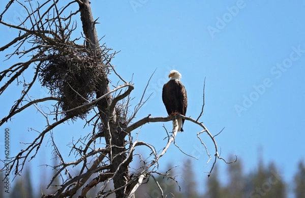 Fototapeta Guarding the Nest