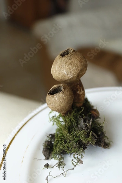 Obraz champignon