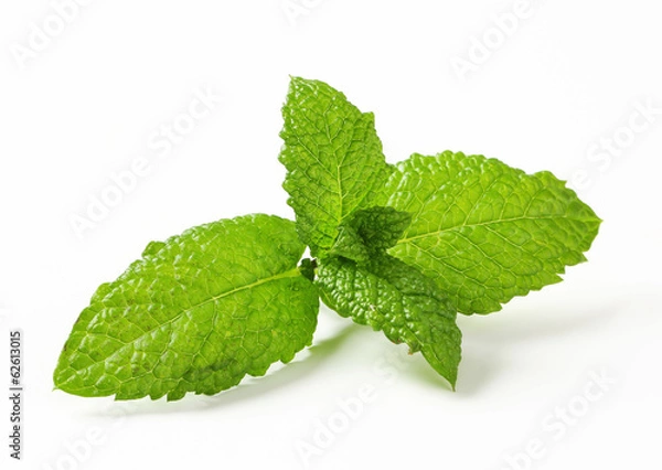 Obraz Świeże liście mięty