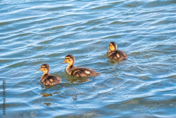 Fototapeta Cute little duckling swimming alone in a lake or river with calm water