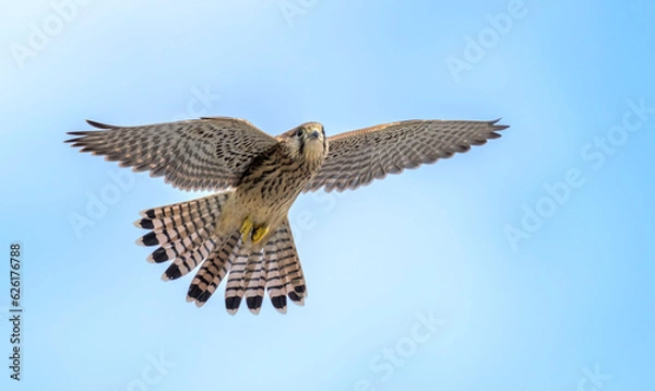 Fototapeta Common Kestrel (Falco tinnunculus) in flight against the sky. Bird in flight.