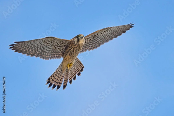 Fototapeta Common Kestrel (Falco tinnunculus) in flight against the sky. Bird in flight.
