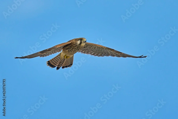 Fototapeta Common Kestrel (Falco tinnunculus) in flight against the sky. Bird in flight.