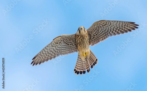 Fototapeta Common Kestrel (Falco tinnunculus) in flight against the sky. Bird in flight.
