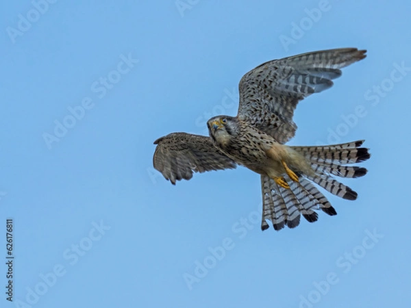 Fototapeta Common Kestrel (Falco tinnunculus) in flight against the sky. Bird in flight.