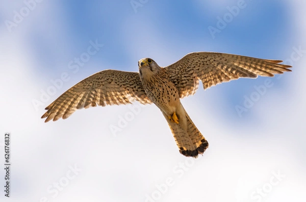 Fototapeta Common Kestrel (Falco tinnunculus) in flight against the sky. Bird in flight.