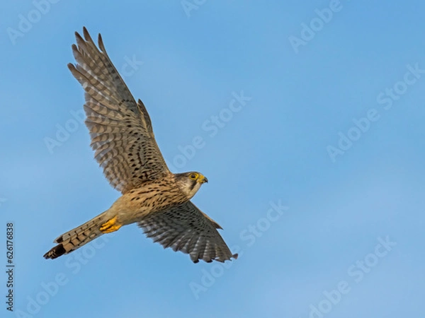 Fototapeta Common Kestrel (Falco tinnunculus) in flight against the sky. Bird in flight.