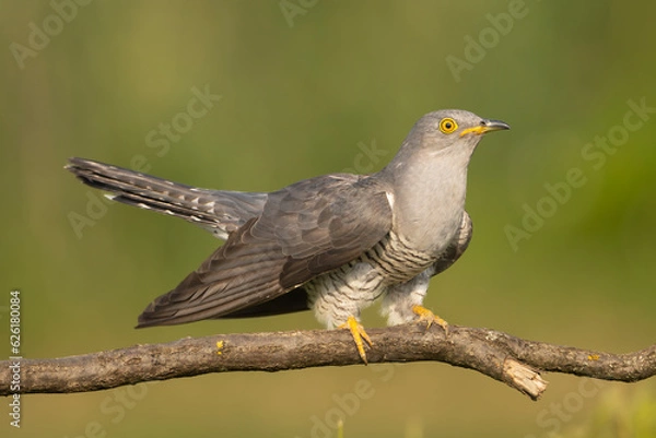Fototapeta Common cuckoo - Cuculus canorus - perched with dark green background. This migrant bird is european brood parasite. Photo from Kisújszállás in Hungary.