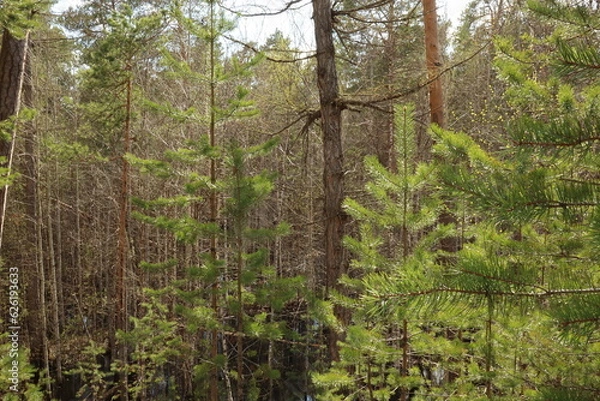 Fototapeta Coniferous trees, pines, deciduous trees, green plants, in summer in the taiga, Siberia, Russia