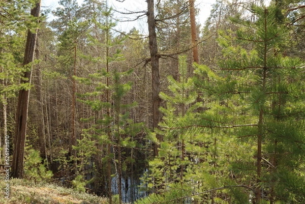 Fototapeta Coniferous trees, pines, deciduous trees, green plants, in summer in the taiga, Siberia, Russia