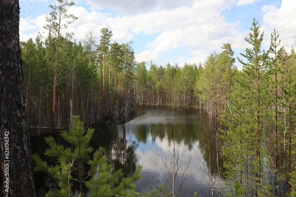 Fototapeta Coniferous trees, pines, deciduous trees, birches, green plants near the river in summer in Siberia, Russia