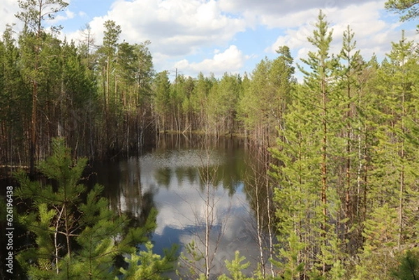 Fototapeta Coniferous trees, pines, deciduous trees, birches, green plants near the river in summer in Siberia, Russia
