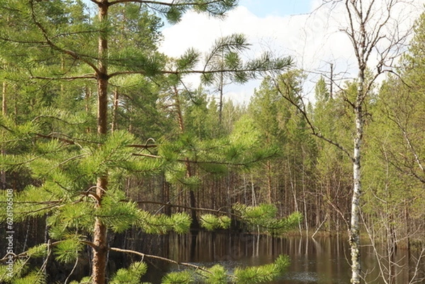 Fototapeta Coniferous trees, pines, deciduous trees, green plants in summer afternoon in Siberia, Russia