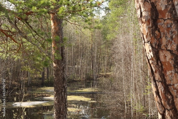 Fototapeta Coniferous trees, pines, deciduous trees, green plants in summer afternoon in Siberia, Russia