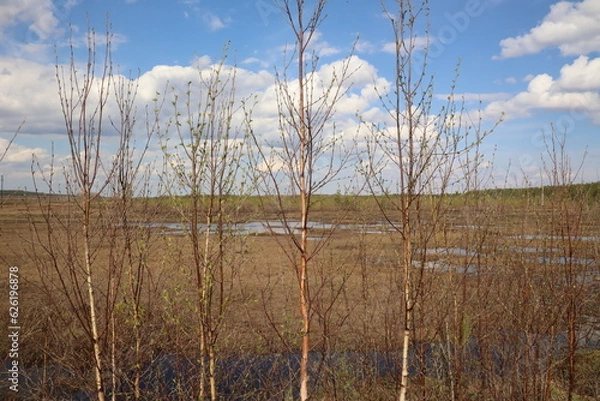 Fototapeta Trees with young leaves in spring near a swamp in the taiga, Siberia, Russia