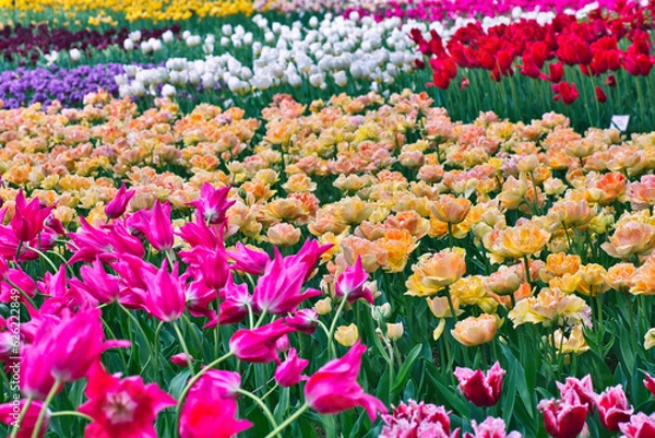 Fototapeta 華やかなチューリップ畑