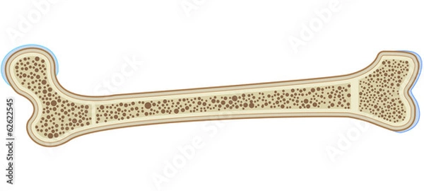 Obraz Bone Anatomy