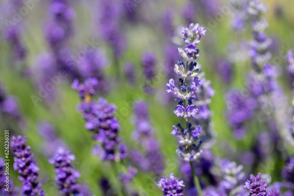 Fototapeta Spring lavender flowers under sunlight. Lilac flowers close up. Beautiful landscape of nature with a panoramic view. Hi spring. long banner