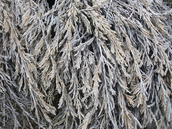 Obraz 翌桧の乾燥した枯れ枝と葉