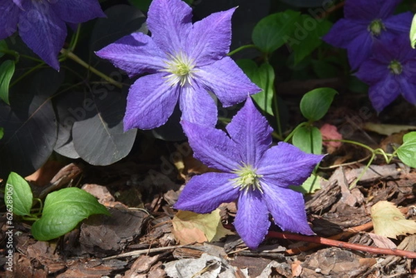 Obraz wiciokrzew kwiaty latem