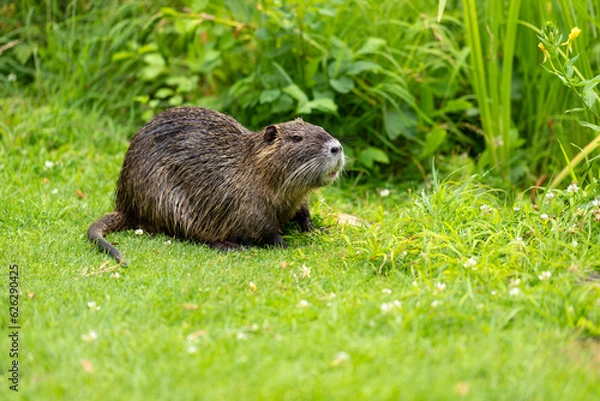 Obraz Full body of nutria on the green pond meadow