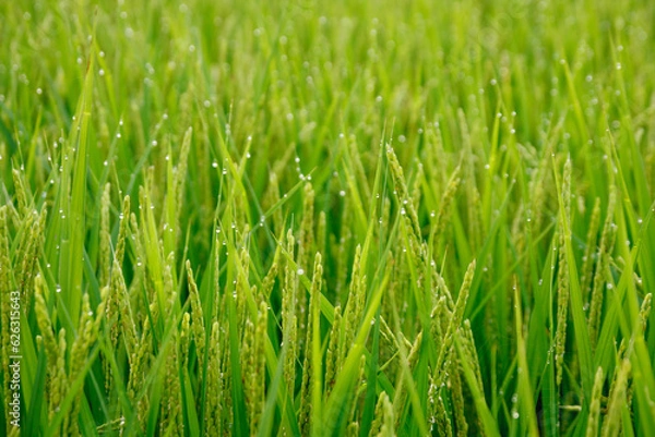 Fototapeta 朝の稲穂