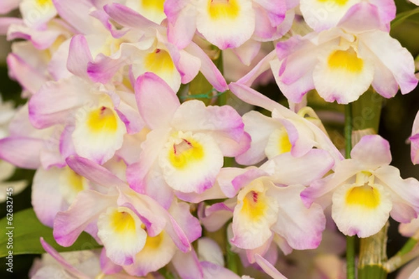 Fototapeta デンドロビューム