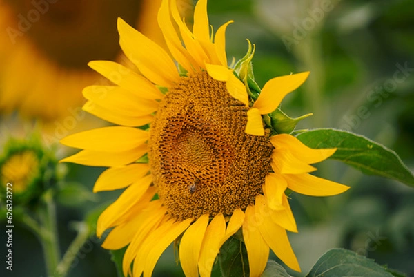 Fototapeta Sunflower head with bees