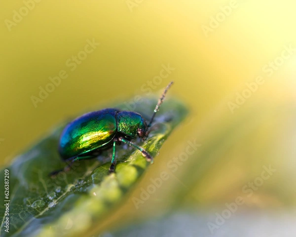 Fototapeta Dogbane Leaf Beetle