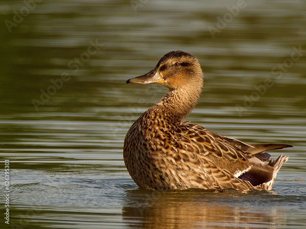Obraz duck on the water