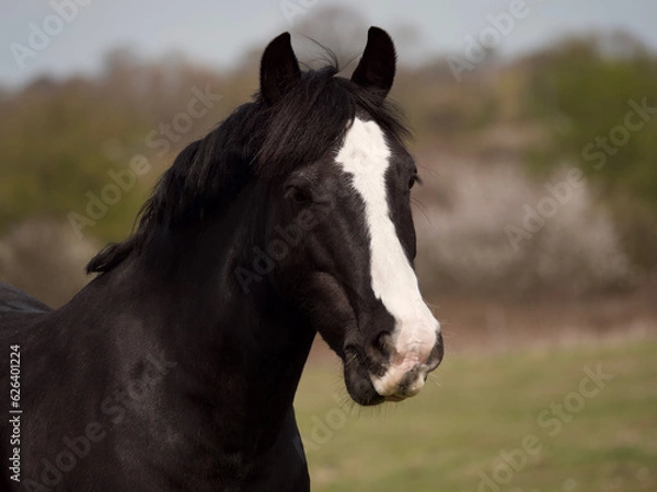 Obraz horse portrait